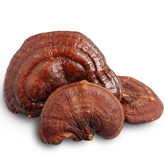 Reishi Ganoderma Mushroom Grain Spawn 1.5kg (102) - House of Mushroom